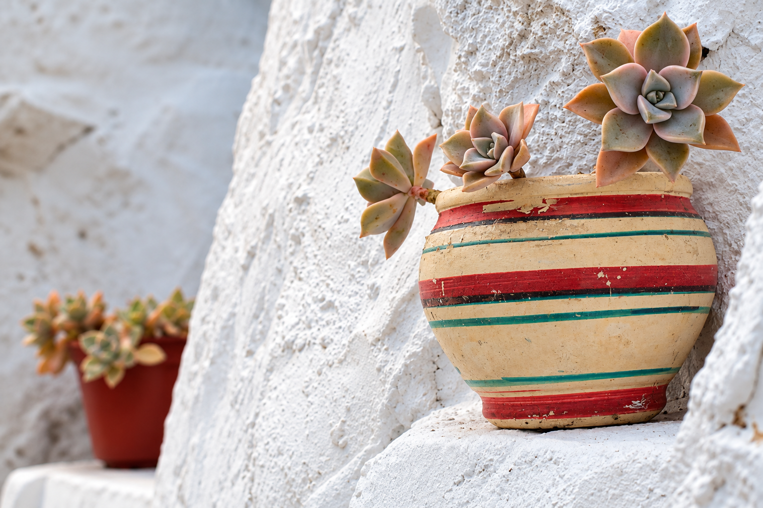 Maceta de cerámica decorada con plantas suculentas sobre una repisa de roca blanca en el patio de Casa Rural Bekirent, Bocairent.
